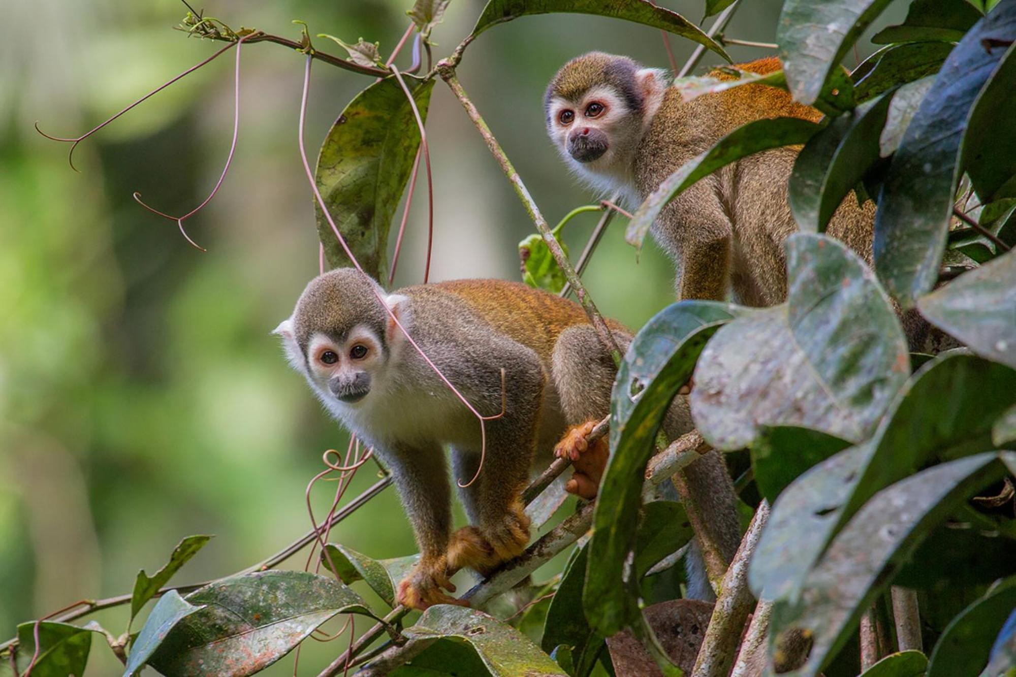 La Selva Eco-Lodge & Retreat Providencia Dış mekan fotoğraf