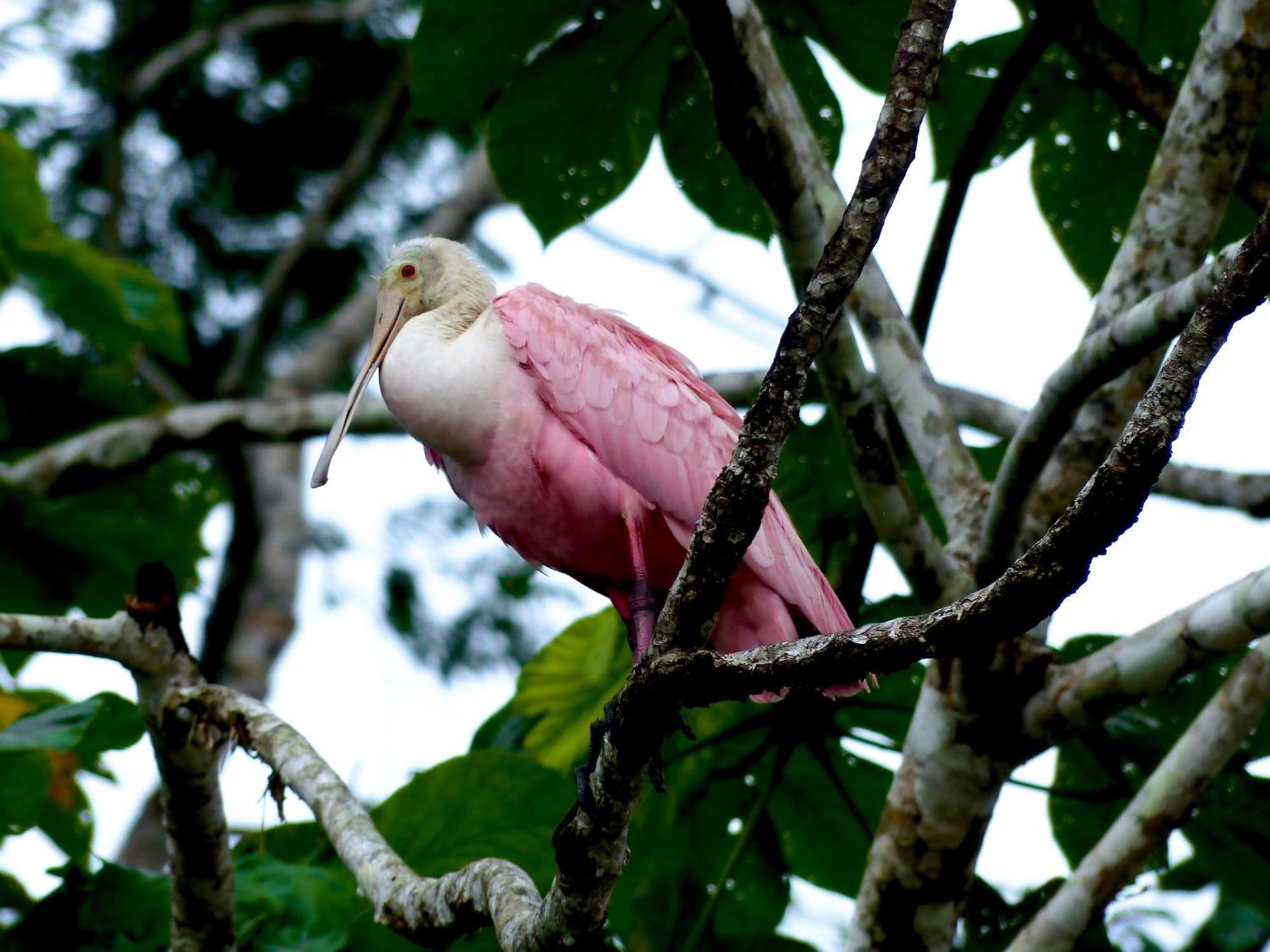 La Selva Eco-Lodge & Retreat Providencia Dış mekan fotoğraf